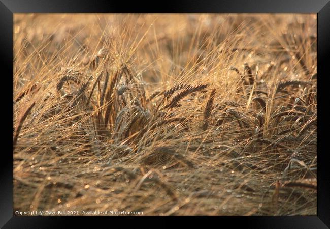 Ears of grain crop close up Framed Print by Dave Bell