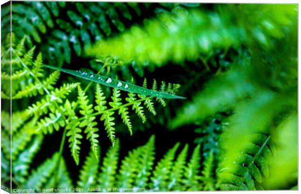 Green Canvas Print by geoff shoults
