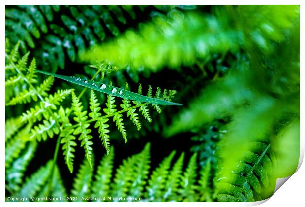 Green Print by geoff shoults