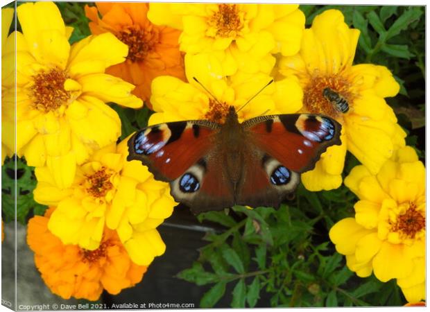 Peacock butterfly Canvas Print by Dave Bell
