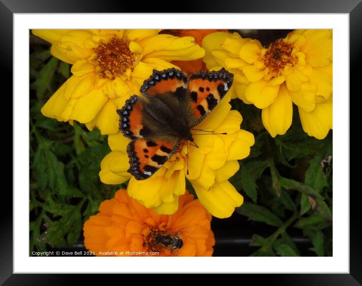 Red Admiral butterfly Framed Mounted Print by Dave Bell
