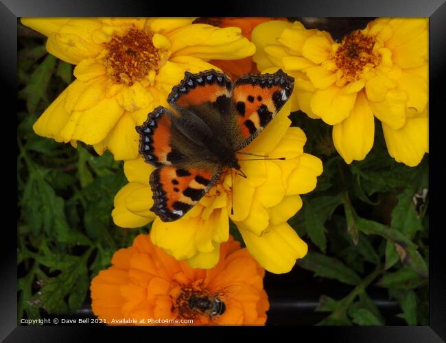 Red Admiral butterfly Framed Print by Dave Bell