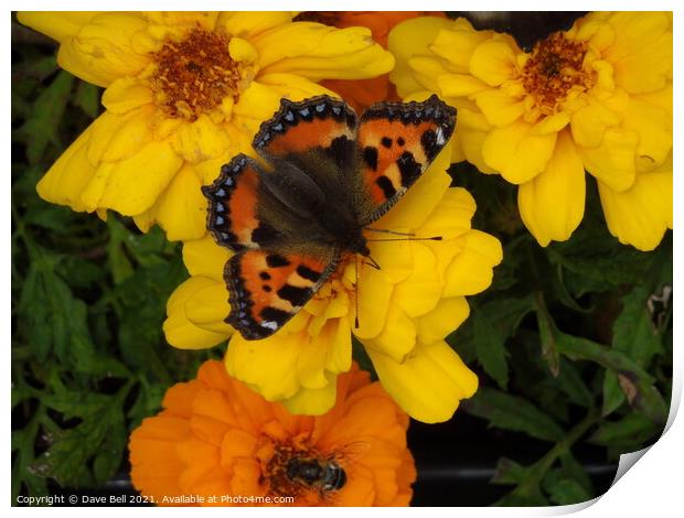 Red Admiral butterfly Print by Dave Bell