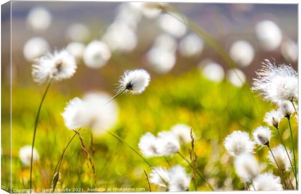 Cotton grass on Kinder Canvas Print by geoff shoults