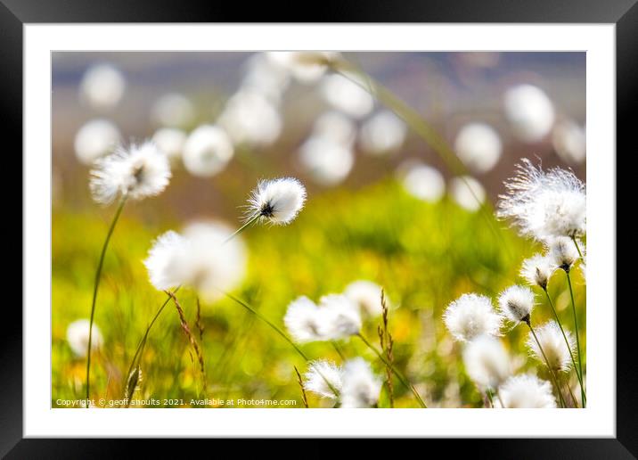 Cotton grass on Kinder Framed Mounted Print by geoff shoults