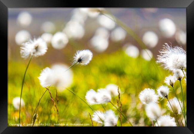 Cotton grass on Kinder Framed Print by geoff shoults
