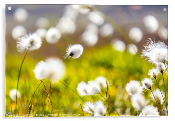Cotton grass on Kinder Acrylic by geoff shoults