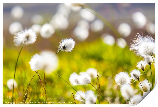 Cotton grass on Kinder Print by geoff shoults