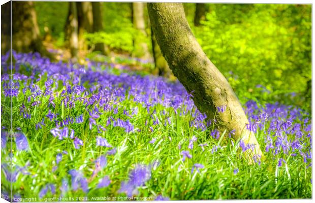 Bluebells Canvas Print by geoff shoults