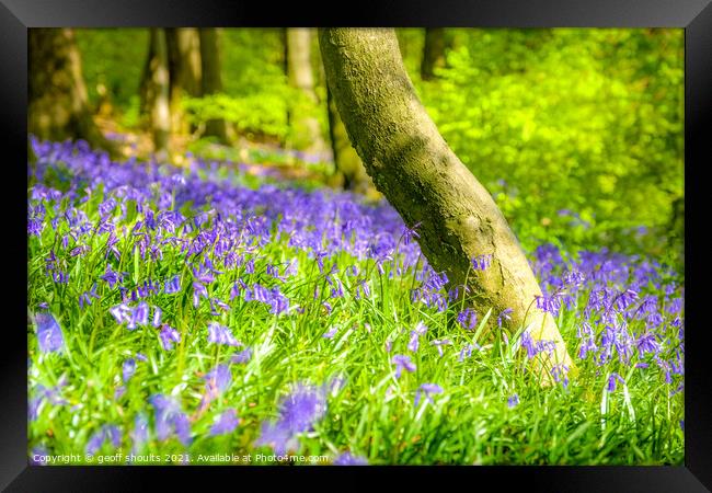 Bluebells Framed Print by geoff shoults
