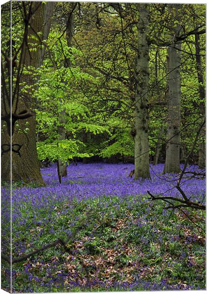 bluebell forest,england Canvas Print by milena boeva