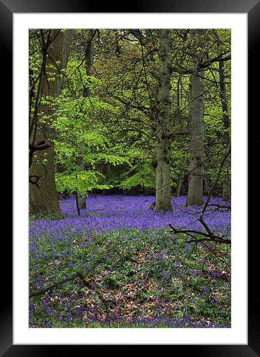 bluebell forest,england Framed Mounted Print by milena boeva
