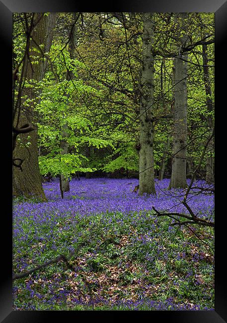 bluebell forest,england Framed Print by milena boeva