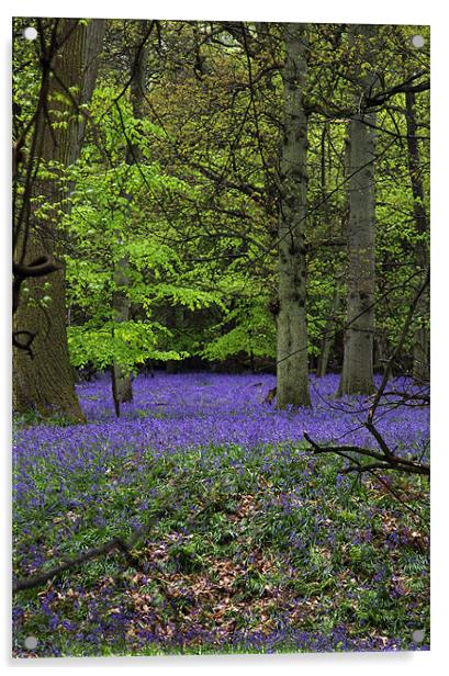 bluebell forest,england Acrylic by milena boeva