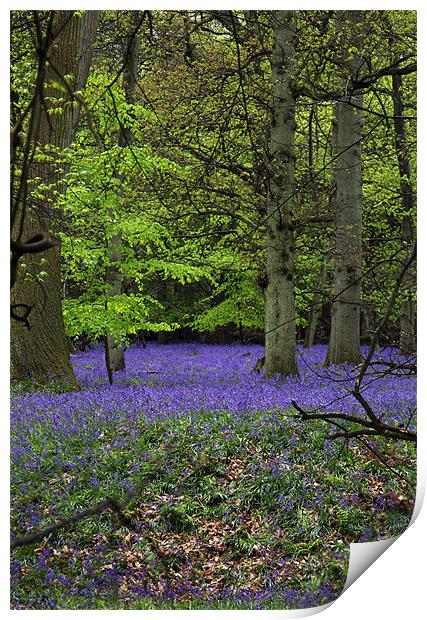 bluebell forest,england Print by milena boeva