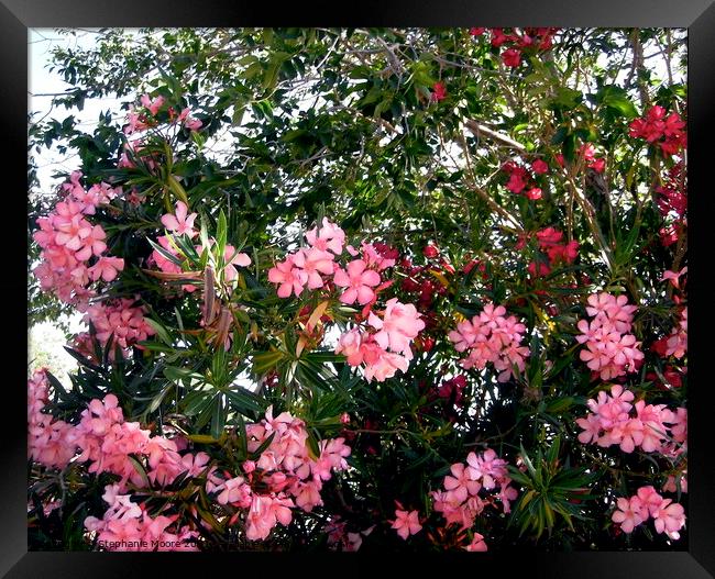 Pink oleanders Framed Print by Stephanie Moore