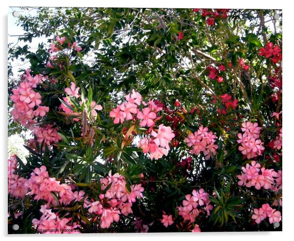 Pink oleanders Acrylic by Stephanie Moore