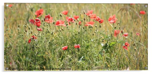 Poppy field Acrylic by Claire Turner