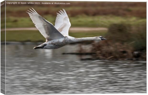 Young swan practicing flying Canvas Print by Kevin White