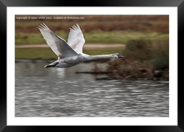 Young swan practicing flying Framed Mounted Print by Kevin White