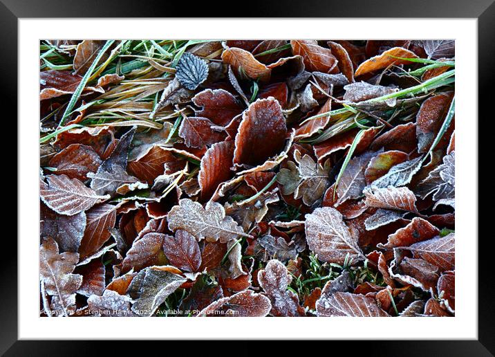 Frosty Leaves Framed Mounted Print by Stephen Hamer