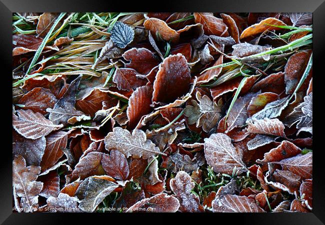 Frosty Leaves Framed Print by Stephen Hamer