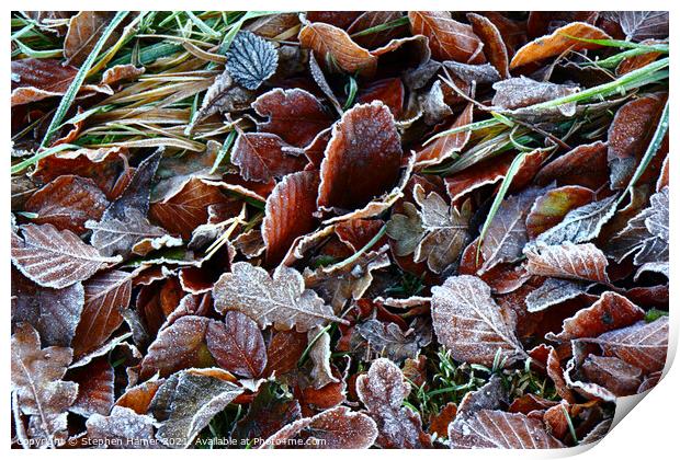 Frosty Leaves Print by Stephen Hamer