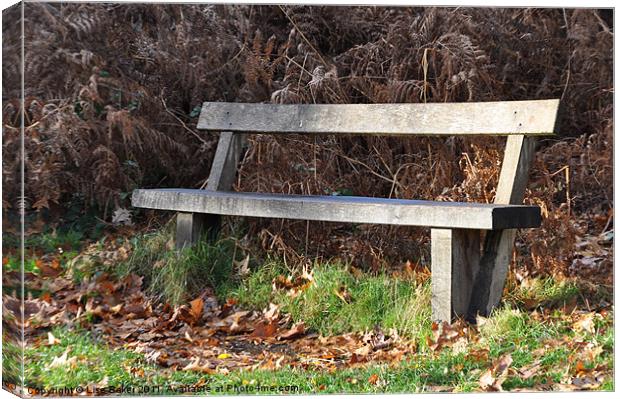 Lonely Bench Canvas Print by Lise Baker