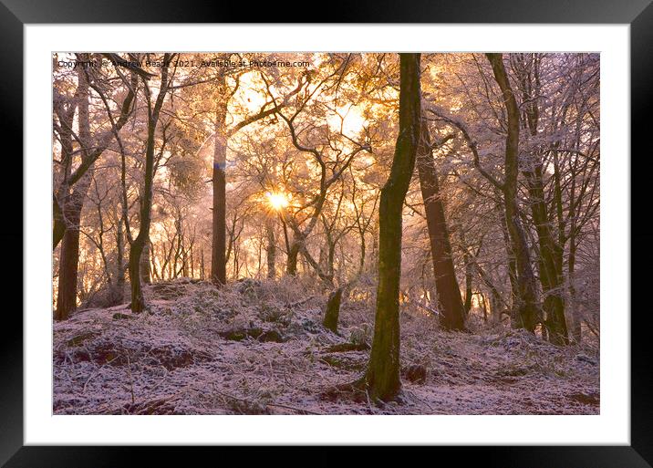 Winter woodland scene sunlight Snowy Woods Framed Mounted Print by Andrew Heaps