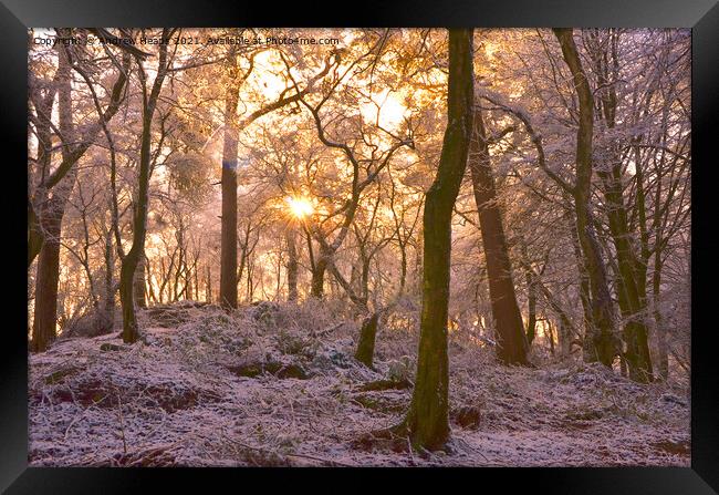 Winter woodland scene sunlight Snowy Woods Framed Print by Andrew Heaps
