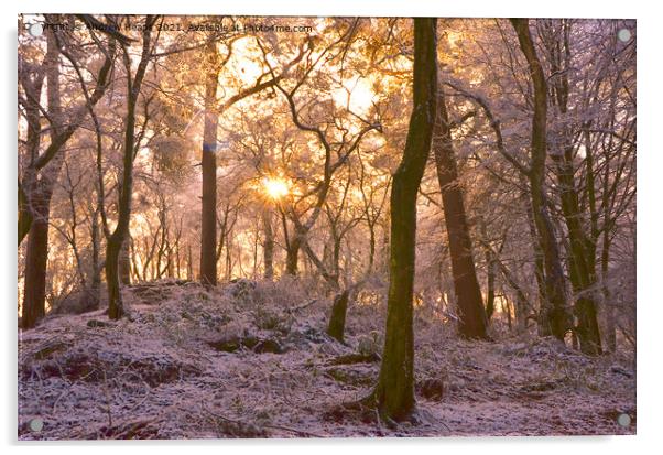 Winter woodland scene sunlight Snowy Woods Acrylic by Andrew Heaps