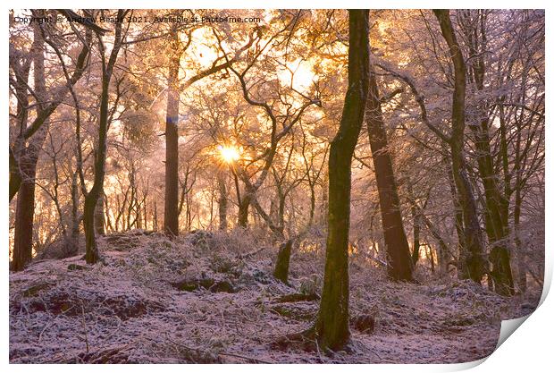 Winter woodland scene sunlight Snowy Woods Print by Andrew Heaps