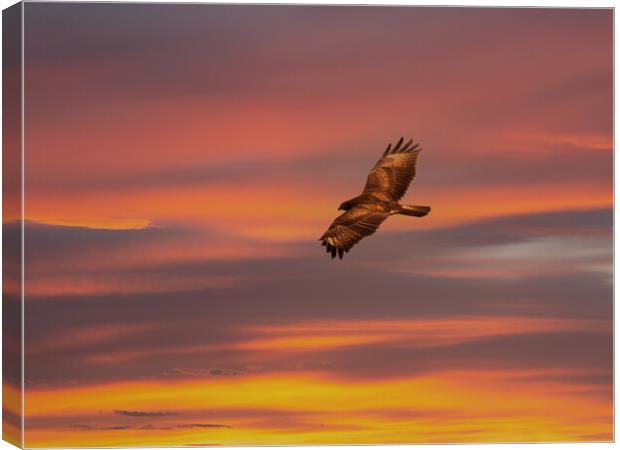 Common Buzzard at sunset. Canvas Print by Tommy Dickson