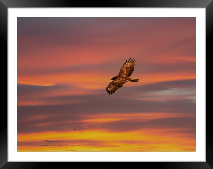 Common Buzzard at sunset. Framed Mounted Print by Tommy Dickson