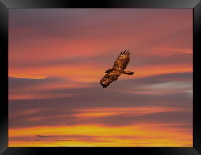 Common Buzzard at sunset. Framed Print by Tommy Dickson