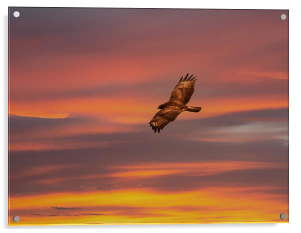 Common Buzzard at sunset. Acrylic by Tommy Dickson