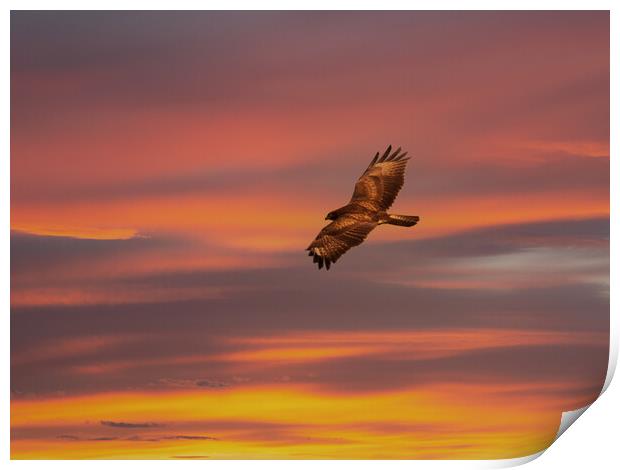 Common Buzzard at sunset. Print by Tommy Dickson