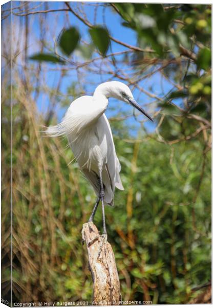 Brilliant White Egret in Natural Habitat Canvas Print by Holly Burgess