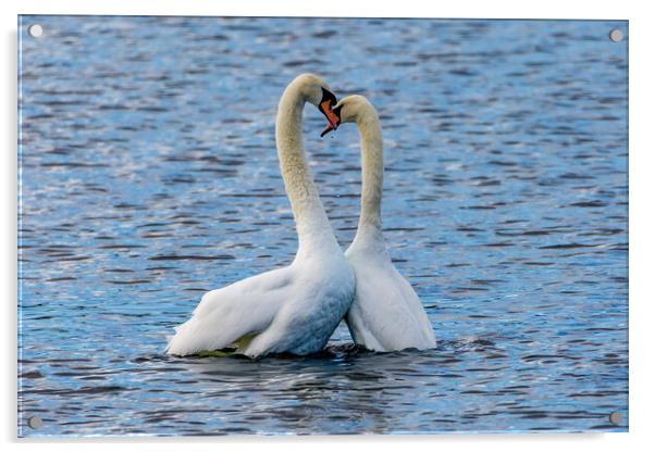 Mute Swan Acrylic by Roger Green