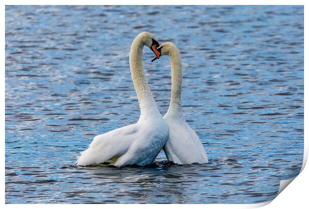 Mute Swan Print by Roger Green