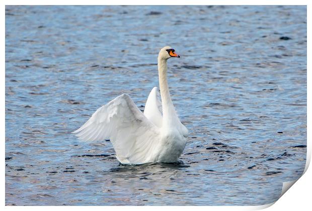 Mute Swan Print by Roger Green