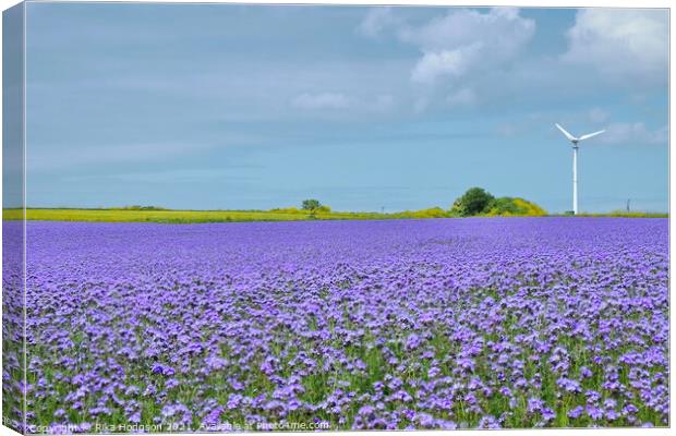 Purple Phacelia Field of Dreams, Cornwall, England Canvas Print by Rika Hodgson