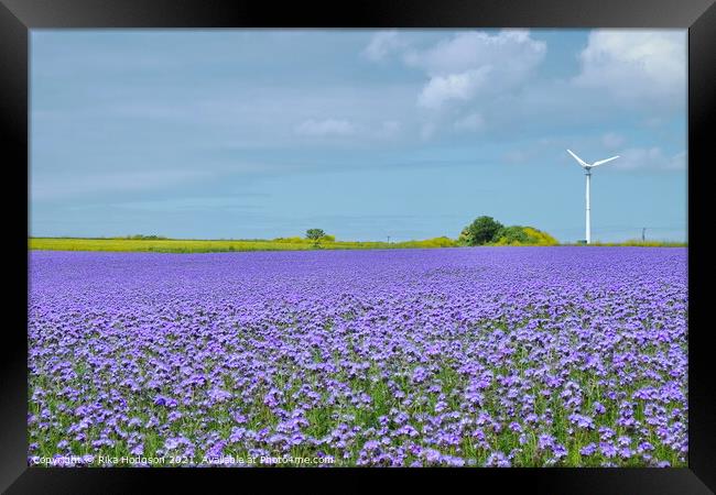 Purple Phacelia Field of Dreams, Cornwall, England Framed Print by Rika Hodgson