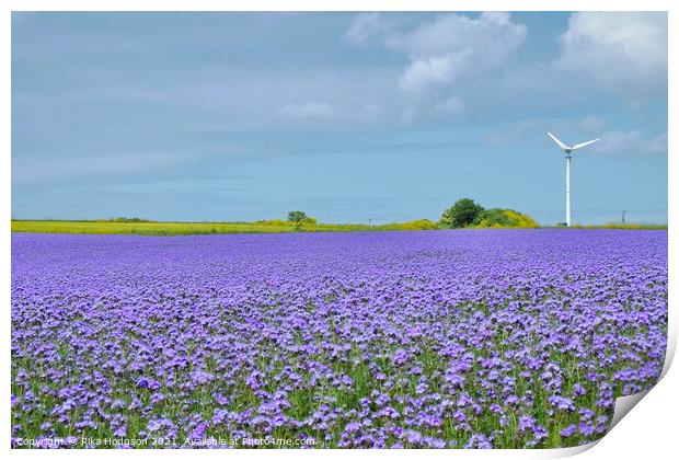 Purple Phacelia Field of Dreams, Cornwall, England Print by Rika Hodgson