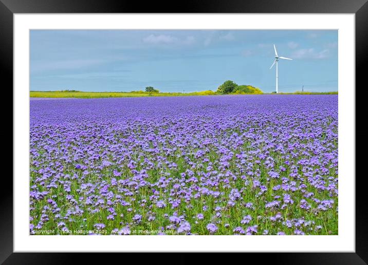 Purple Phacelia Field of Dreams, Cornwall, England Framed Mounted Print by Rika Hodgson