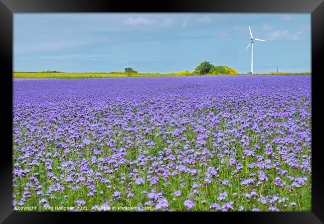 Purple Phacelia Field of Dreams, Cornwall, England Framed Print by Rika Hodgson
