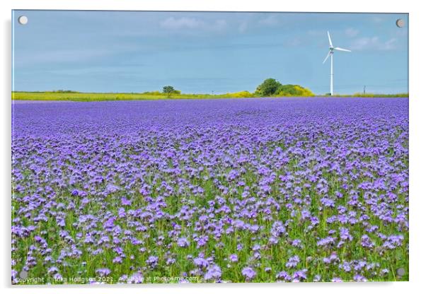 Purple Phacelia Field of Dreams, Cornwall, England Acrylic by Rika Hodgson
