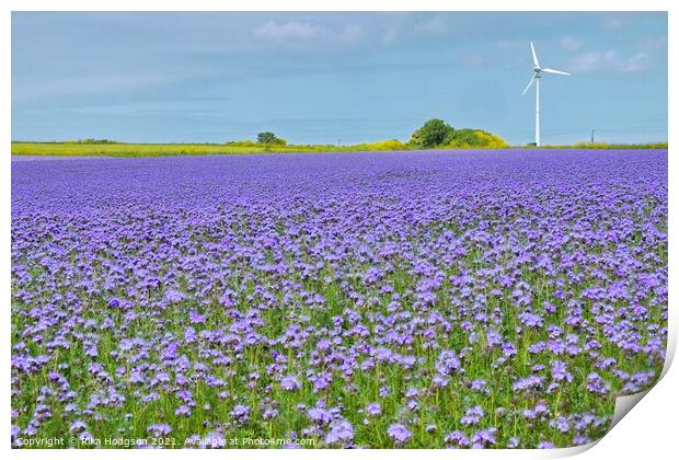Purple Phacelia Field of Dreams, Cornwall, England Print by Rika Hodgson