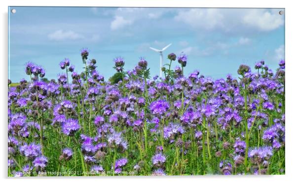 Phacelia Field of Dreams, Cornwall, England  Acrylic by Rika Hodgson