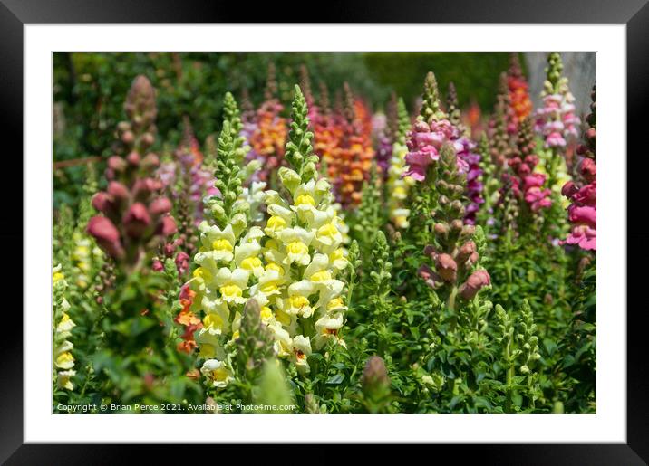 Lupins, Cornwall Framed Mounted Print by Brian Pierce